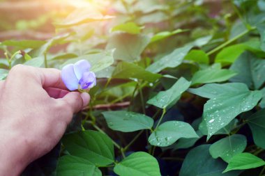 Sağlıklı yeşil yapraklar ve güneş ışığıyla bezelye çiçeği toplamak üzereyim.