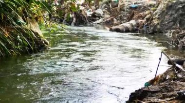 Nehir suyu akışı sakinleşiyor. Nehir suyu alttaki yosun yüzünden yeşildir. Tatlı su nehri.