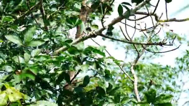 树叶和树枝在风中摇曳 — 图库视频影像