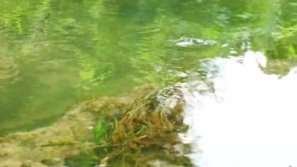 Flujo Agua Del Río Está Calmando Agua Del Río Verde — Vídeo de stock