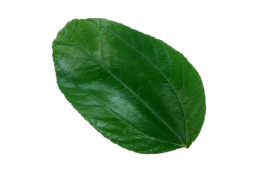 Beyaz bir yaprakta yeşil bir bitki yaprağı var..