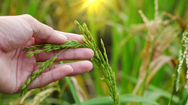 Çiftçi elleri tarlasında pirinç tutuyor ve inceliyor.
