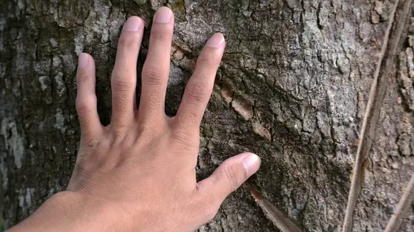 Hand touching tree bark, concept of ecology, saving the world and love of nature by humans.