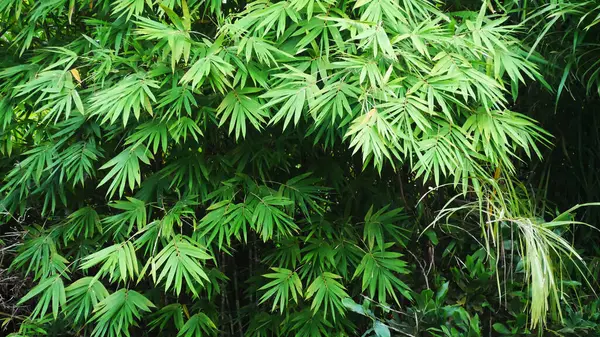 Arbusto Planta Bambú Antecedentes Hojas Bambú Bosque —  Fotos de Stock