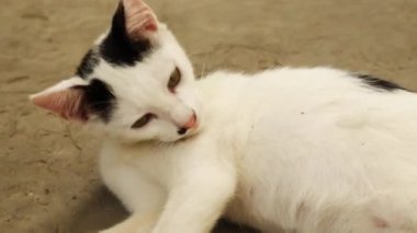 Evcil siyah beyaz kedi yavrusu tüylerini yalıyor, temizlik için yalanıyor.