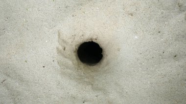 Kumsalda yengeç delikleri