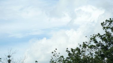 Siluet ağaçlarıyla bulutlu, berrak gökyüzü manzarası