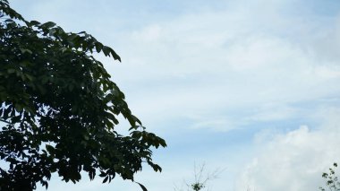 Siluet ağaçlarıyla bulutlu, berrak gökyüzü manzarası