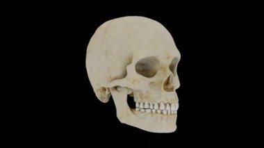 3 Boyutlu, kusursuz döngü animasyonlu İnsan Kafatası döndürmesi, detaylı insan kafatası 360 derece siyah arka plan, insan kafatası tam 360 derece eğitim ve tıbbi amaç görüşü