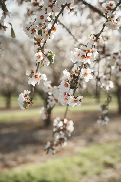 Schöne Mandelbaumblüten Auf Einem Ast Baum Hochwertiges Foto Stockfoto