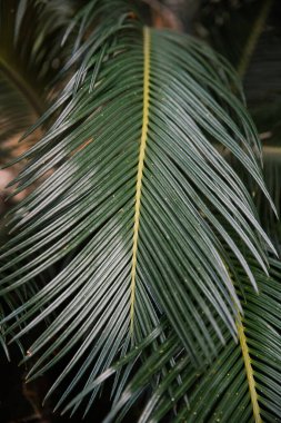 Bu resim, yemyeşil yapraklarla çevrili çarpıcı sarı bir merkezi gösteren canlı bir palmiye yaprağının yakın plan görüntüsünü içerir.