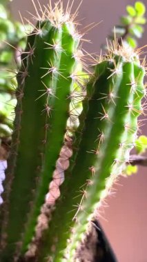 Küçük San Pedro Kaktüsü Yakın çekim