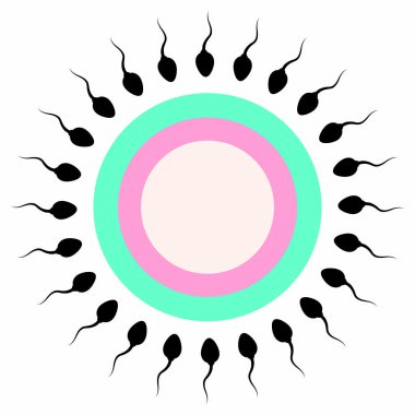 Yumurtalığı dölleyen sperm hücresi