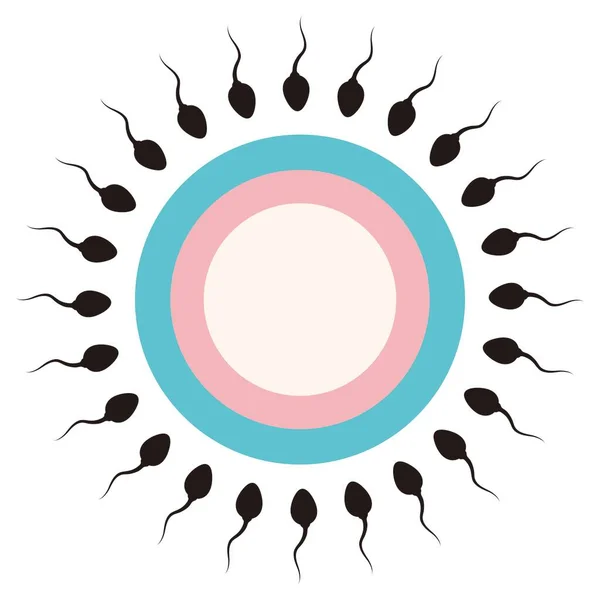 Sperm Cell Fertilizing Ovary — Stock Vector