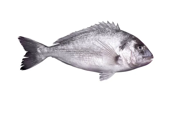 Peixe Dorado Isolado Sobre Fundo Branco Frutos Mar Crus — Fotografia de Stock