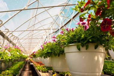 Şeffaf kemerli çatılı geniş bir seranın içinde çiçek açan petunyalarla dolu parlak tencereler..