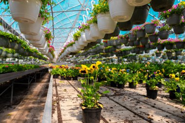 Siyah bir tencerede sarı nonoş sallanan çiçeklerle dolu canlı, güneşli bir serada renkli çiçeklerin arasında dikiliyor..