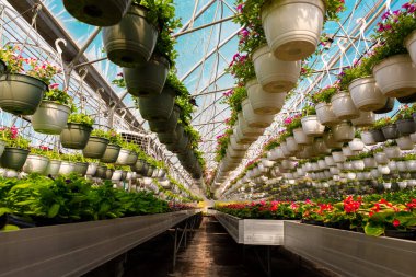 Güneşli ticari bir seranın içinde, mavi renkli çatısı olan simetrik simetrik, canlı saksılar ve çiçek açan bitkiler..