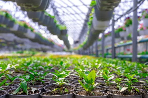 Güneş ışığıyla aydınlanmış bir seranın içinde saksılarda, çiçek saksıları ve yapılandırılmış metal çerçeve ile sıralanmış yeşil bitkiler..
