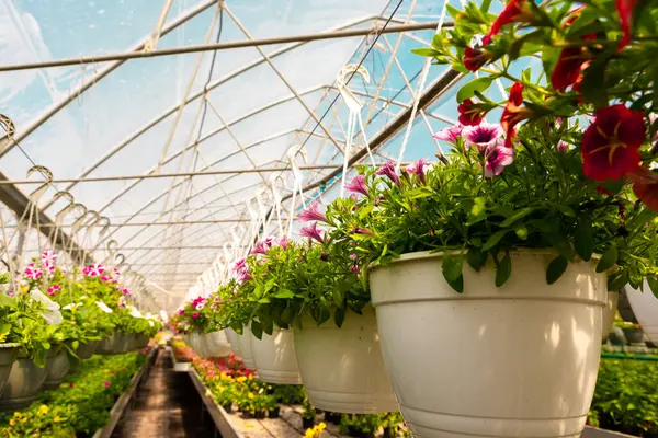 Şeffaf kemerli çatılı geniş bir seranın içinde çiçek açan petunyalarla dolu parlak tencereler..