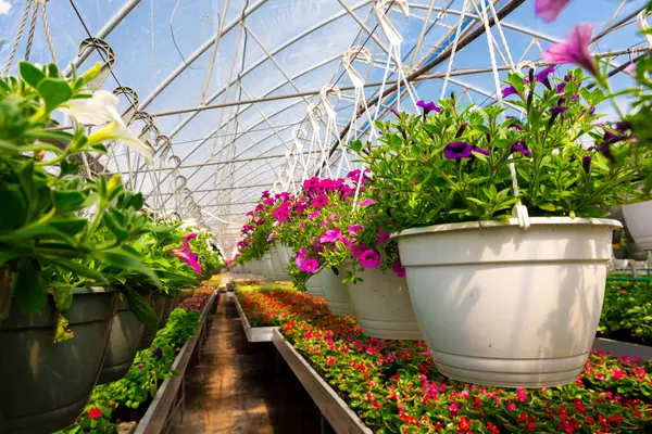 Asılı saksılardaki canlı mor ve pembe petunyalar aşağıdaki renkli çiçekler ve yeşilliklerle dolu güneşli bir serayı dolduruyor..