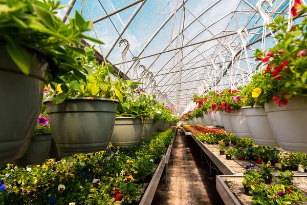 Parlak bir seranın içinde şeffaf bir çatı ve metal çerçeve içinde asılı saksı ve tepsilerdeki canlı çiçekler..