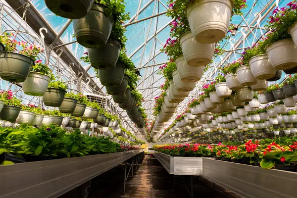 Güneşli ticari bir seranın içinde, mavi renkli çatısı olan simetrik simetrik, canlı saksılar ve çiçek açan bitkiler..