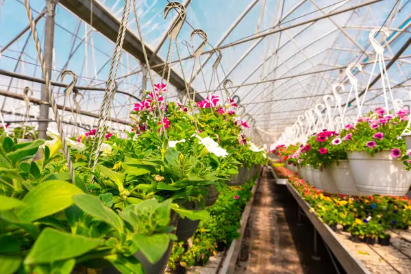 Cam tavanı ve metal iskeleti olan parlak bir seranın içinde asılı duran renkli petunyalar..