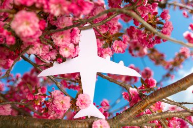 Beyaz uçak silueti çiçek açan kiraz çiçekleri arasında canlı pembe çiçekler ve parlak mavi bir gökyüzü arasında sergilenmektedir..