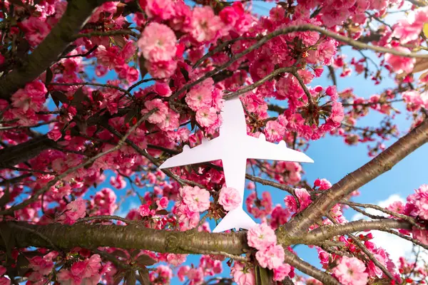 Canlı pembe kiraz çiçeklerinin arasına yerleştirilmiş beyaz uçak simgesi açık mavi bahar gökyüzü ile ağaç dalları üzerinde.