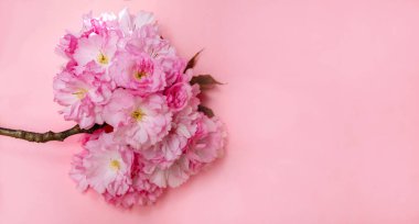 Bir dalda pembe kiraz çiçeklerinin yakın çekimi, yumuşak pembe arka planda izole edilmiş..