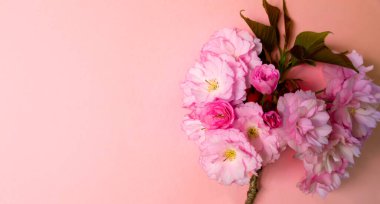 Yumuşak bir pastel pembe zemin üzerinde yeşil yapraklar ile canlı pembe kiraz çiçeği dalı.