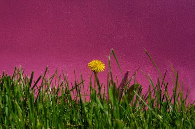 Parlak sarı karahindiba, koyu pembe arka planlı yeşil çimlerin arasında duruyor, neşeli ve canlı bir doğa kompozisyonu oluşturuyor..