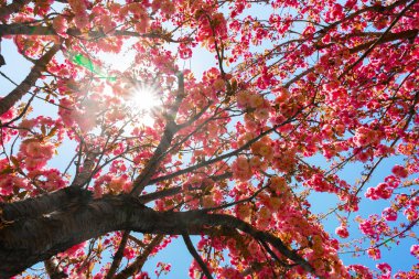 Parlak kiraz ağacı tam çiçeklenirken güneş ışığı pembe çiçeklerin arasından canlı mavi gökyüzüne doğru akar..