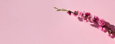 Yumuşak gölgeli, pastel pembe arka plan üzerine çapraz yerleştirilmiş tek bir dalda zarif pembe kiraz çiçekleri..