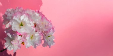 Yumuşak beyaz kiraz çiçekleri pembe uçlu taç yaprakları parlak pembe arka planda.