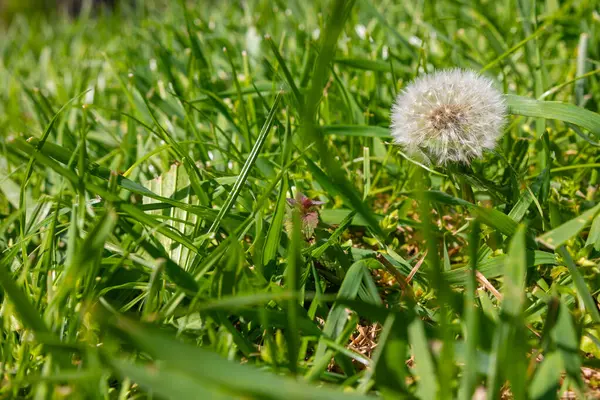Bir karahindiba tohumu başının yakın çekimi yemyeşil çimenlerin arasında, parlak gün ışığında doğal dokusu ve derinliği ile yakalandı..