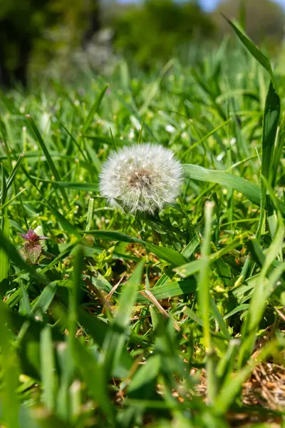 Güneşli bir günde taze yeşil çimlerin arasında büyüyen bir karahindiba tohumunun dikey yakın çekimi, bulanık arka plan ve doğal detay.