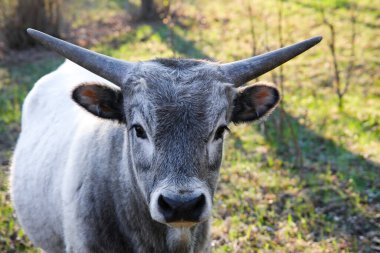 Gri boynuzlu bir boğanın yakın çekimi, güneşli çimenli bir alanda duruyor, yumuşak doğal ışık altında keskin bir detay ve göz teması ile yakalanıyor..