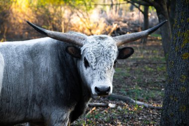Kavisli boynuzları olan güçlü gri boğa ağaçlık bir alanda duruyor, başını sıcak akşam ışığında kameraya çeviriyor..