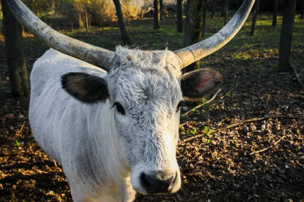 Beyaz boğa, güneşli bir orman bölgesinde dikilip doğrudan kameraya bakıyor..