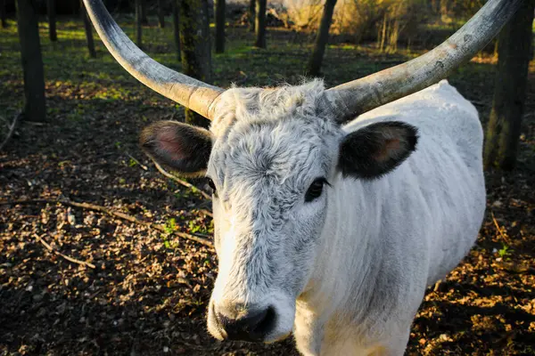 Beyaz boğa, kavisli boynuzları ile ormanın açık bir yerinde duruyor, sıcak güneş ışığıyla aydınlanıyor..
