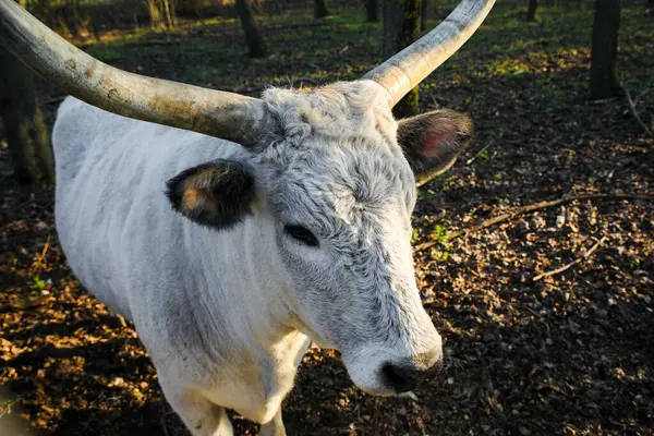Büyük boynuzlu beyaz boğa ağaçlık bir alanda duruyor, altın güneş ışığıyla aydınlatılıyor, hafifçe yan tarafa bakıyor..