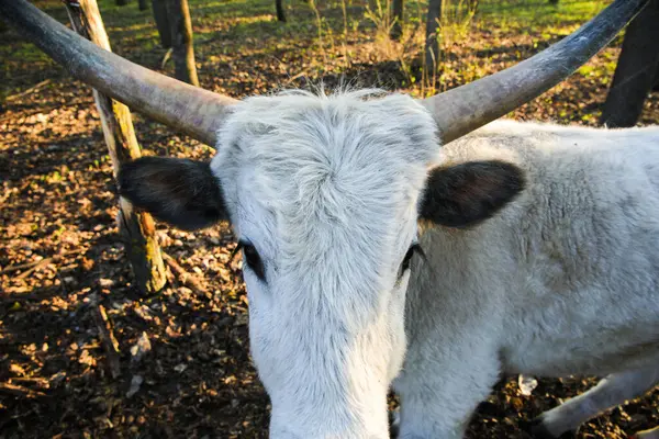 Ağaçlık bir alanda duran uzun boynuzlu beyaz boğa, ön taraftan yumuşak doğal ışıkla yakalandı..