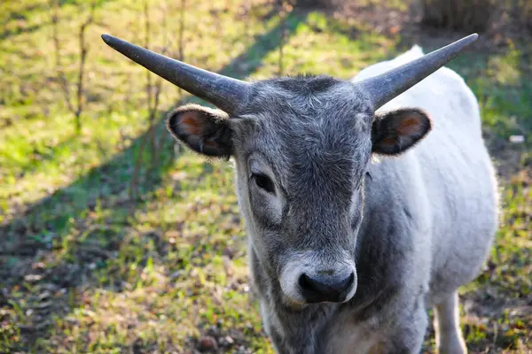 Uzun boynuzlu genç gri boğa çimenli zeminde duruyor güneş ışığında, hafifçe yana bakıyor..