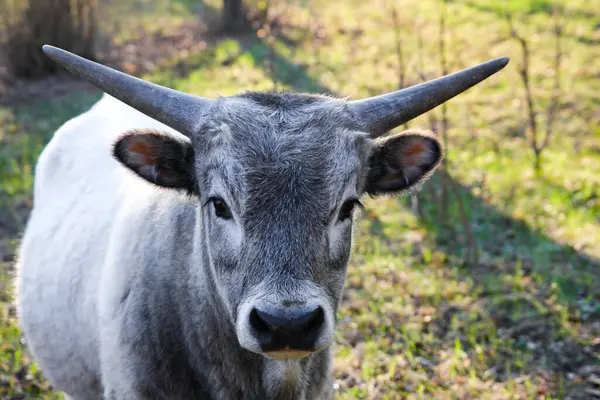 Gri boynuzlu bir boğanın yakın çekimi, güneşli çimenli bir alanda duruyor, yumuşak doğal ışık altında keskin bir detay ve göz teması ile yakalanıyor..