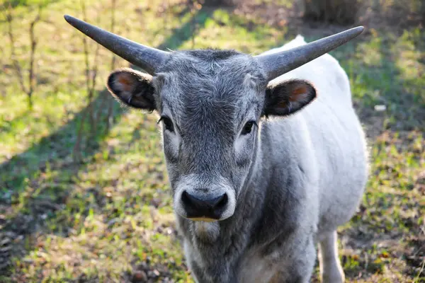 Genç, gri boynuzlu bir boğa çimen tarlasında duruyor, kameraya bakıyor, gün ışığında..