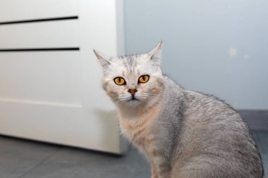 Kehribar rengi gözleri olan gri evcil kedi fayanslı zeminde oturuyor ve modern bir iç mekan ortamında kameraya bakıyor..