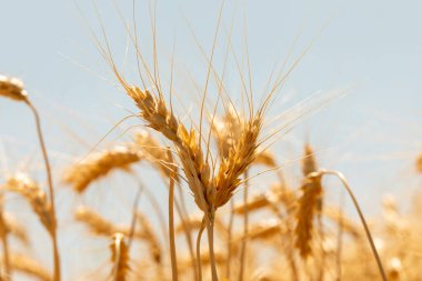Güneşli bir tarlada, soluk mavi gökyüzüne karşı dimdik duran altın buğday kulaklarının yakın çekimi olgunluğu ve hasatı simgeliyor..