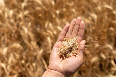 Güneşli hasat mevsiminde altın bir tarlada taze hasat edilmiş buğday başları ve tahıllar tutan bir elin yakın çekimi.